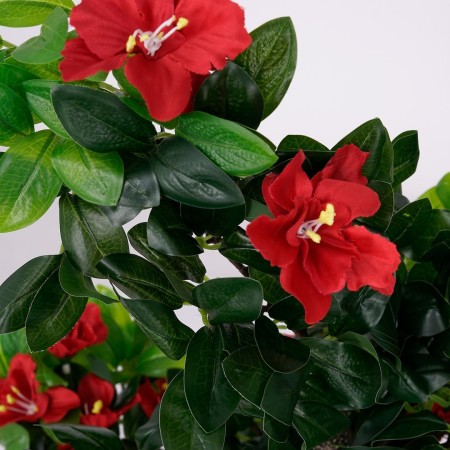 Roślina doniczkowa Drzewko hibiskusa 5350 90 cm