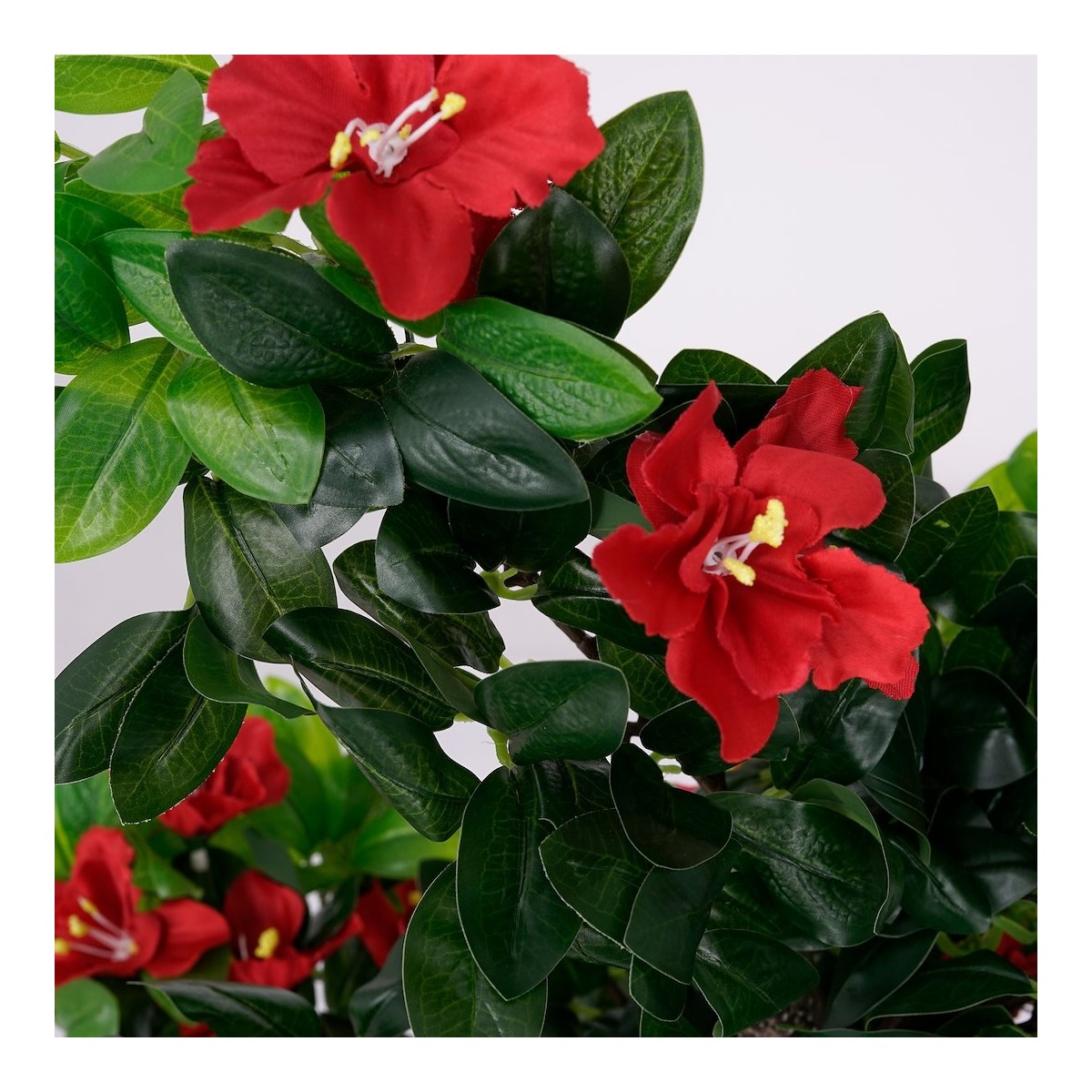Roślina doniczkowa Drzewko hibiskusa 5350 90 cm