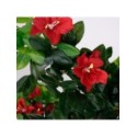 Roślina doniczkowa Drzewko hibiskusa 5350 90 cm