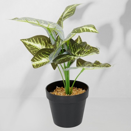 Roślina doniczkowa Maranta 6402 35 cm