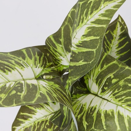 Roślina doniczkowa Maranta 6402 35 cm
