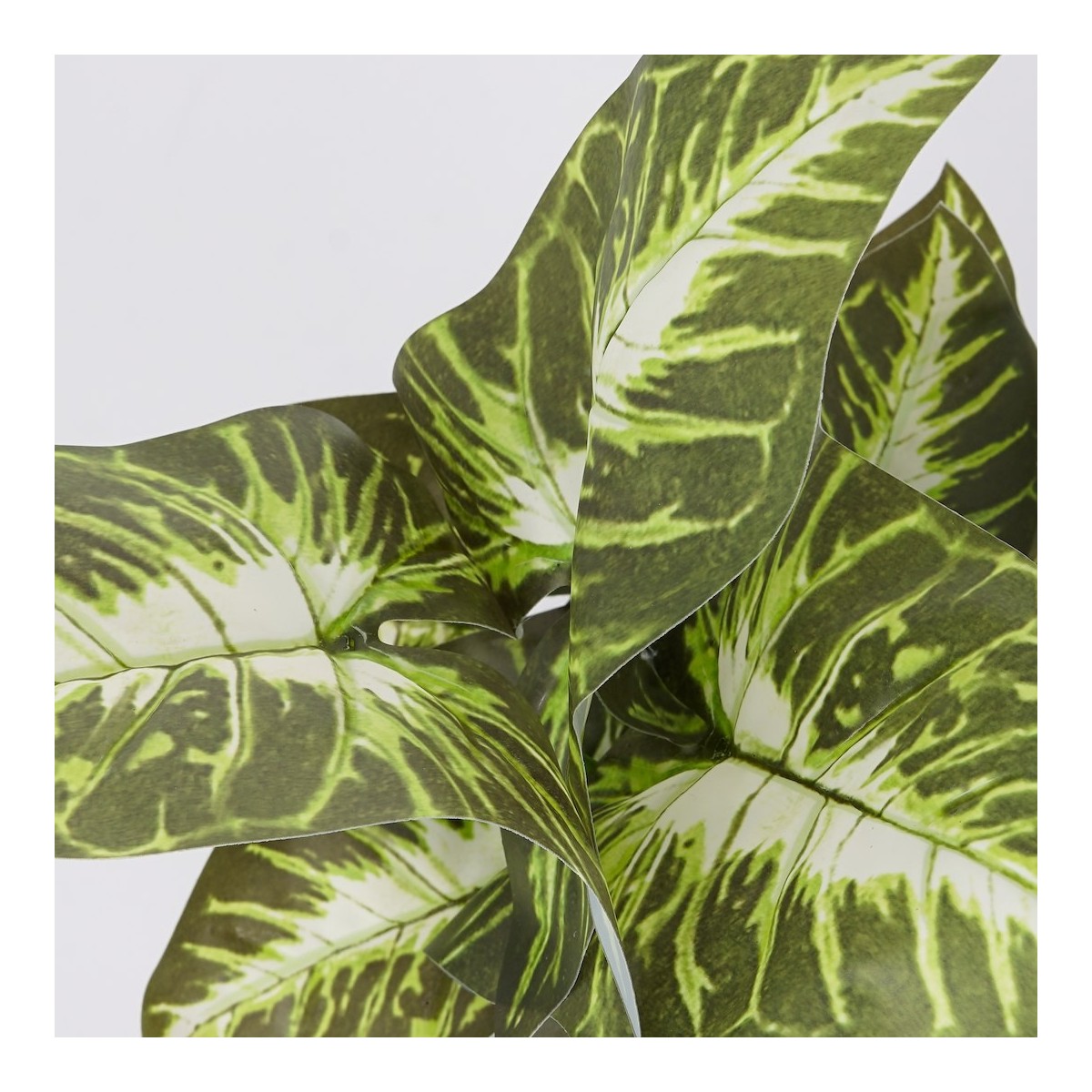 Roślina doniczkowa Maranta 6402 35 cm