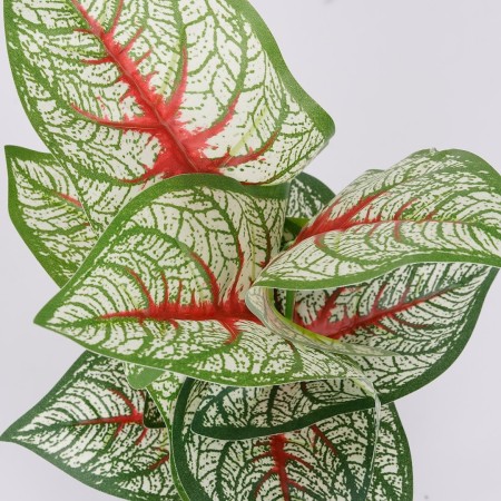 Roślina doniczkowa Kaladium 6403 35 cm