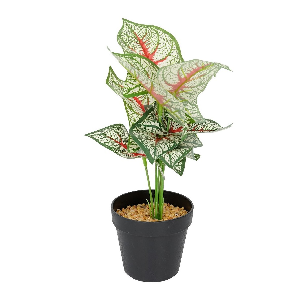 Roślina doniczkowa Kaladium 6403 35 cm