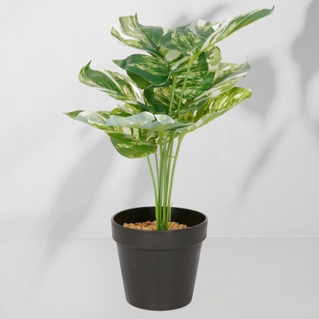 Roślina doniczkowa Monstera ciemna 6406 34 cm