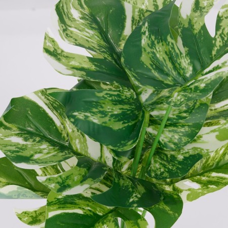 Roślina doniczkowa Monstera ciemna 6406 34 cm