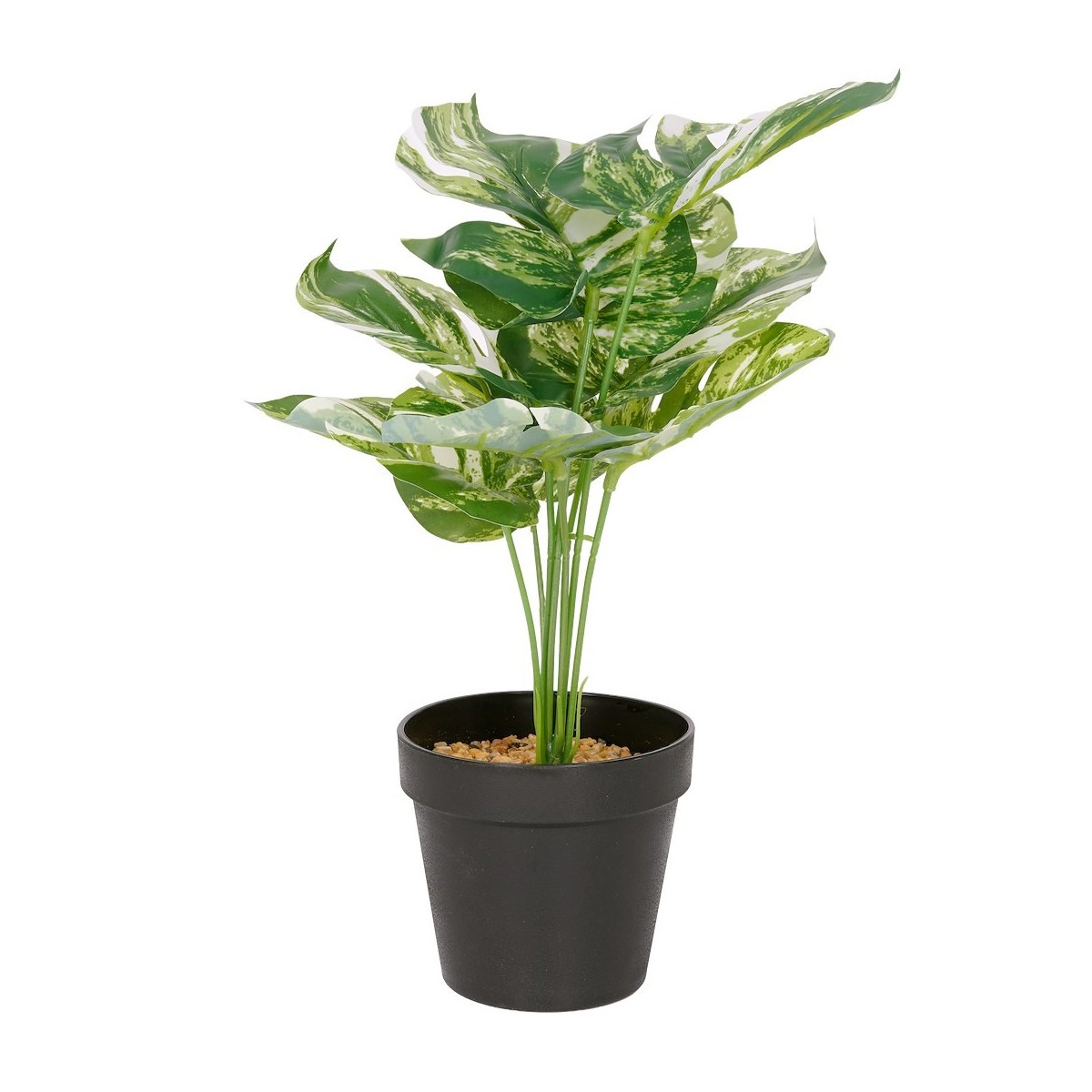 Roślina doniczkowa Monstera ciemna 6406 34 cm