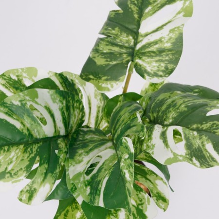 Roślina doniczkowa Monstera jasna 6407 46 cm
